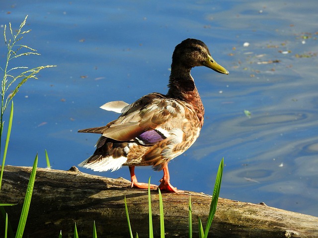 Faldgruber i krydsord: Undgå de mest almindelige fejl